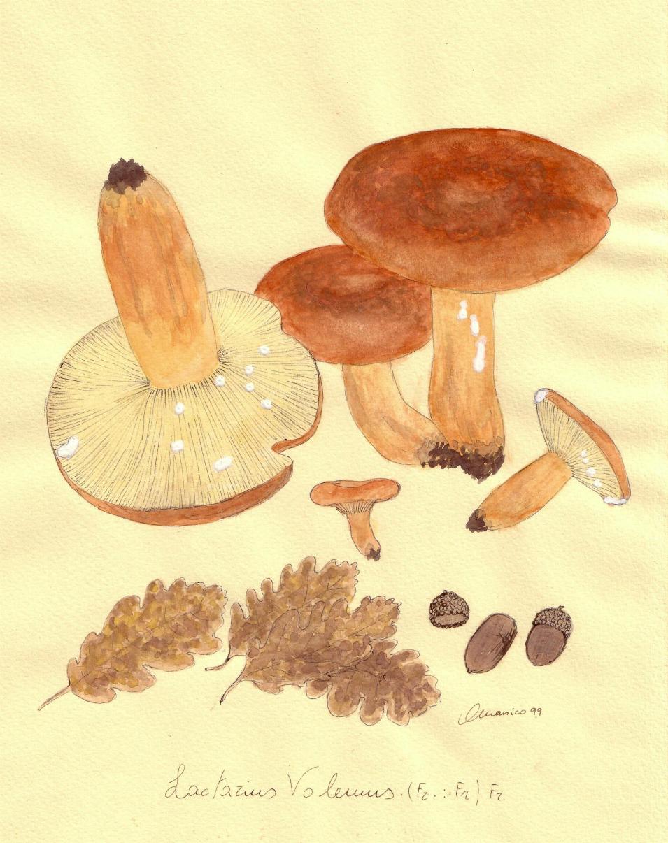 Lactarius fotog. il12.06.07